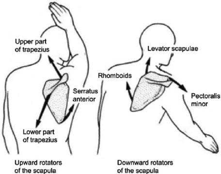 back exercises