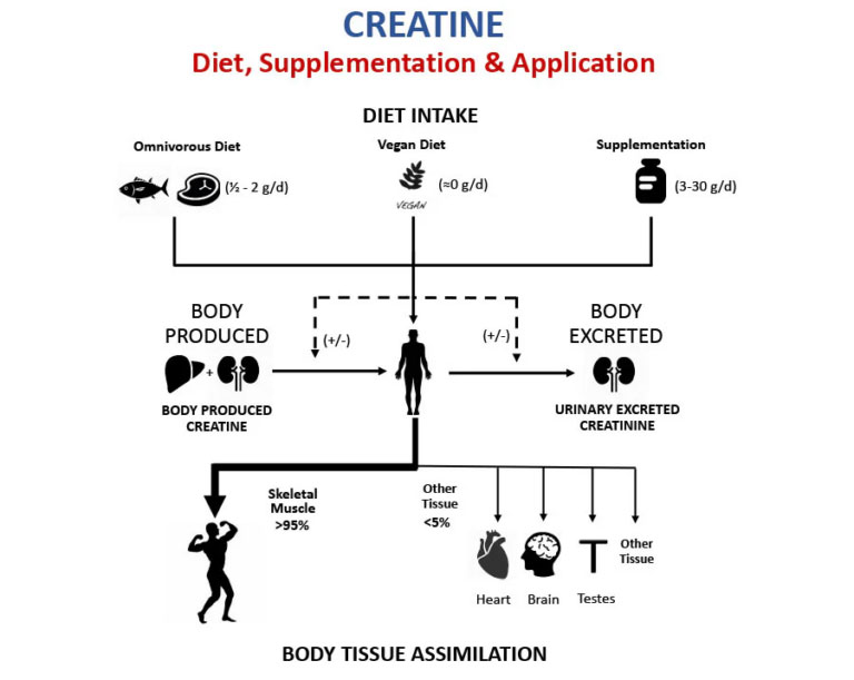 creatine chart