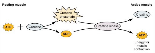 Creatine chart